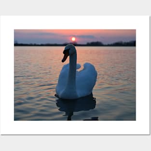 Sunset Swan Posters and Art